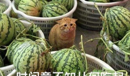 吃瓜爆料就看红料社区,吃瓜爆料，红料社区带你探秘明星幕后